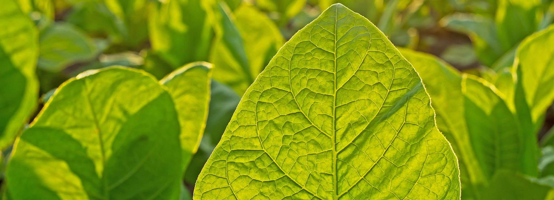 tobacco-leaf